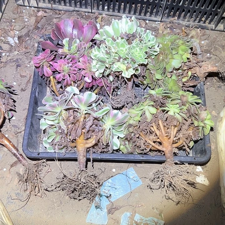 不售后组合福利五颗白凤小