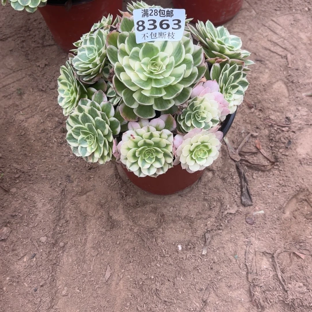 N. 8363海鲜多肉1babe