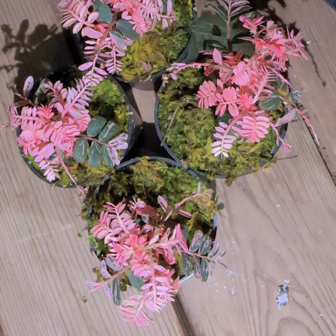 M***n块根植物块根植物