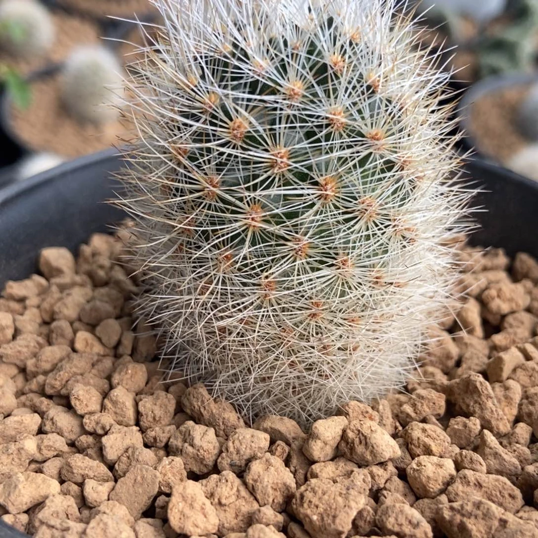 白仙玉无刺仙人球开花了