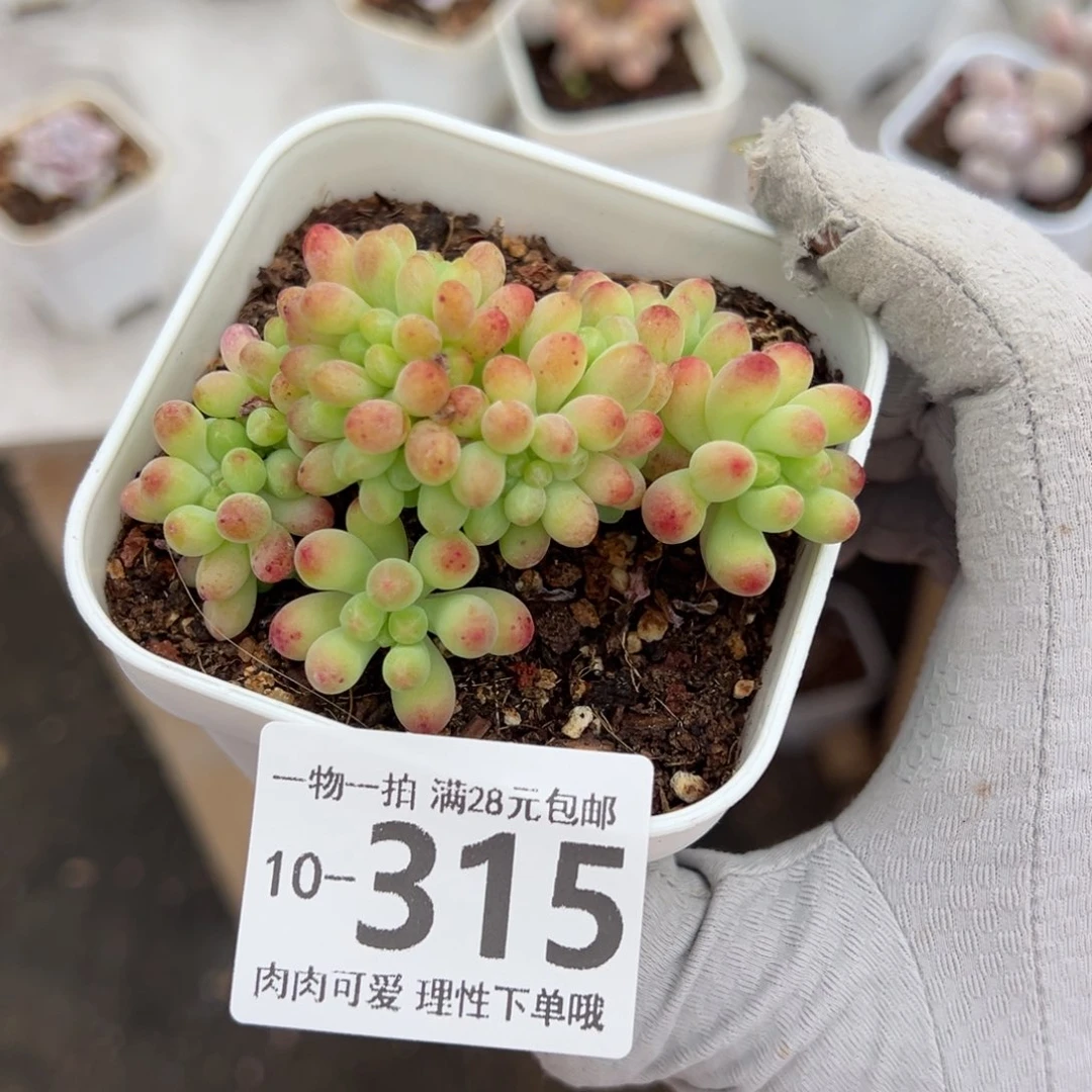 果冻乙女心缀老桩