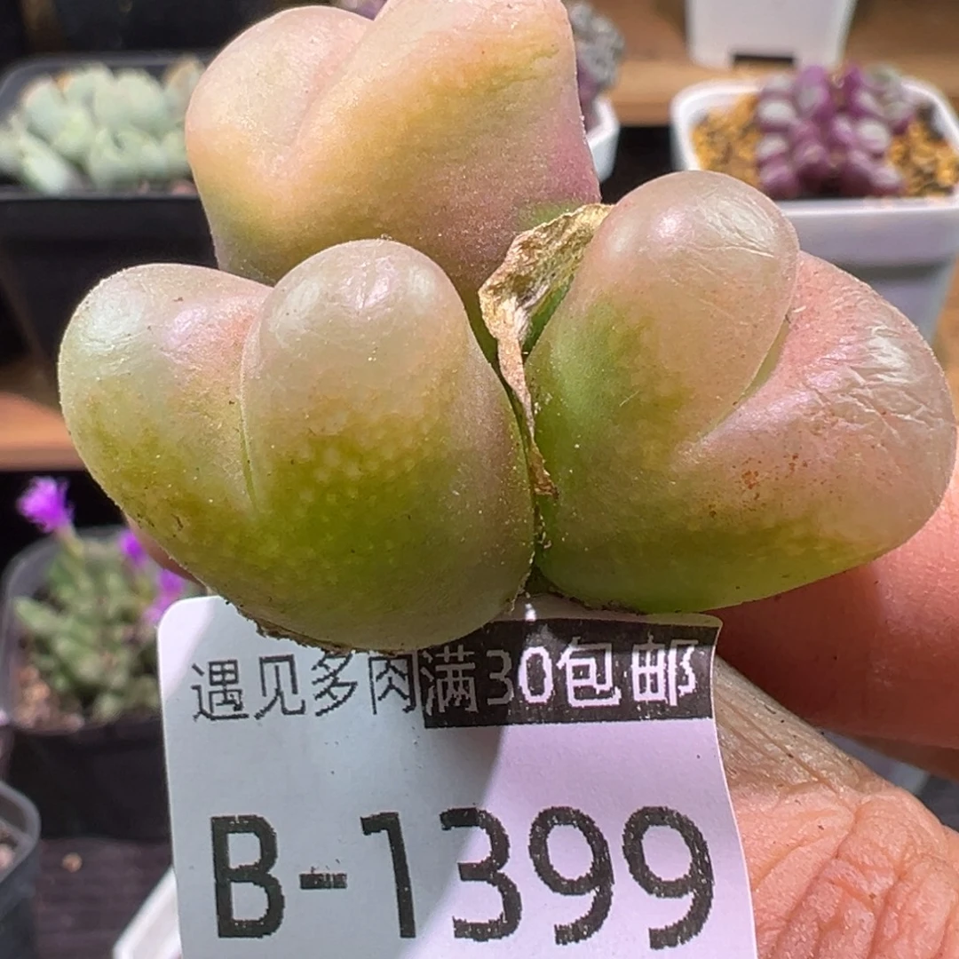 多肉植物1111111111111