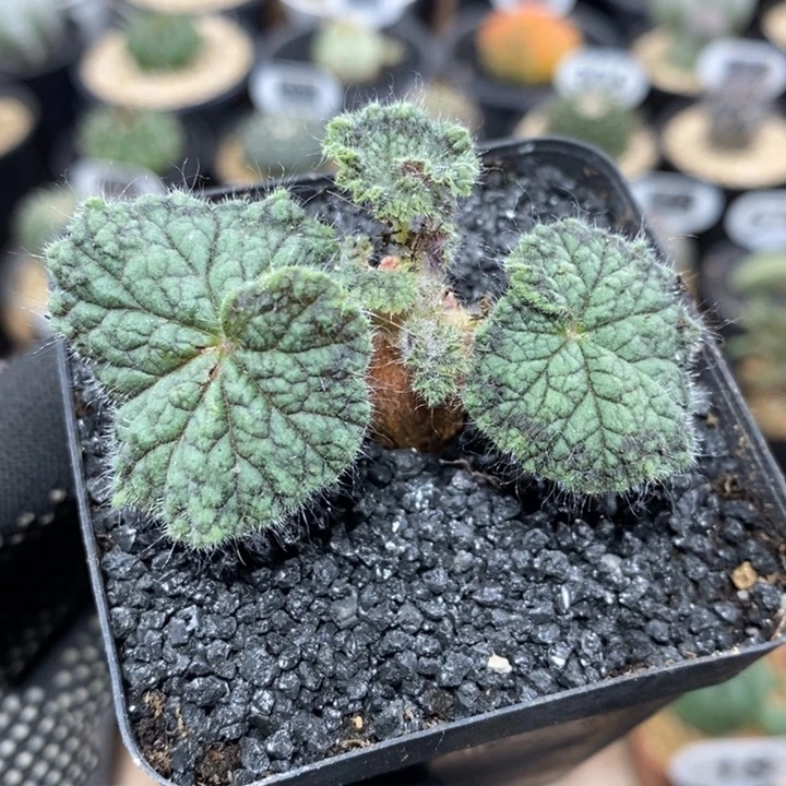 实生圆叶洋葵1063号1.5cm