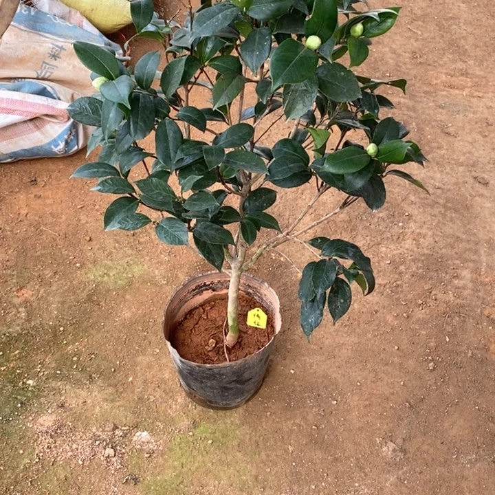 白乔伊 一物一拍