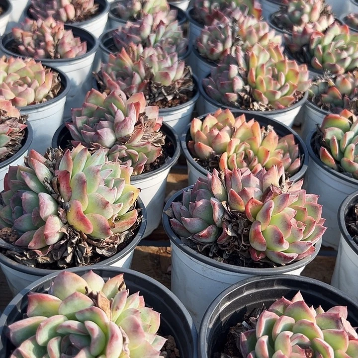 多头。荷花。福利。