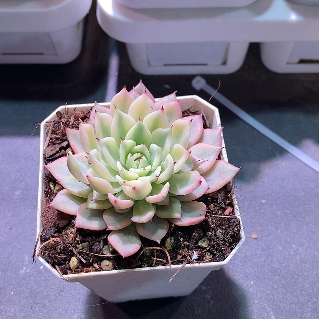 吉尔巴玫瑰锦多肉植物