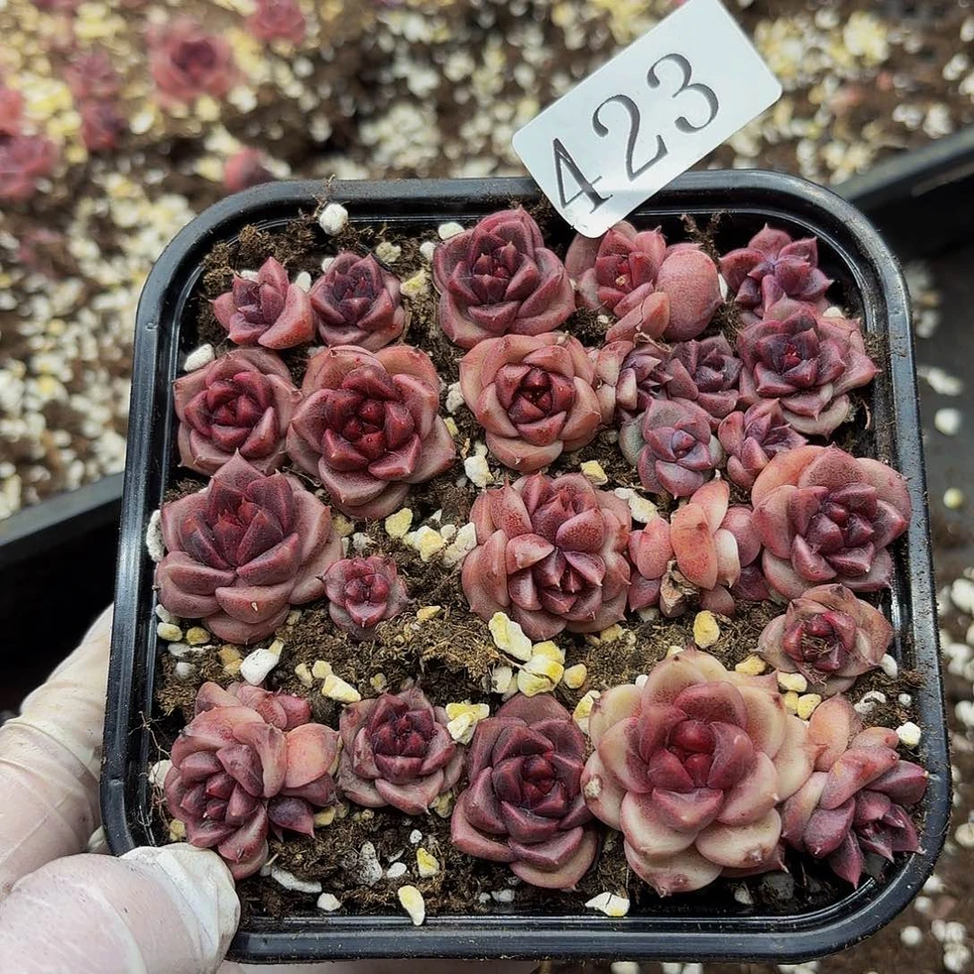 多肉植物多肉植物423