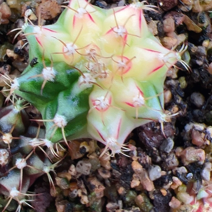 河***姐当前无花栽培后可以开花
