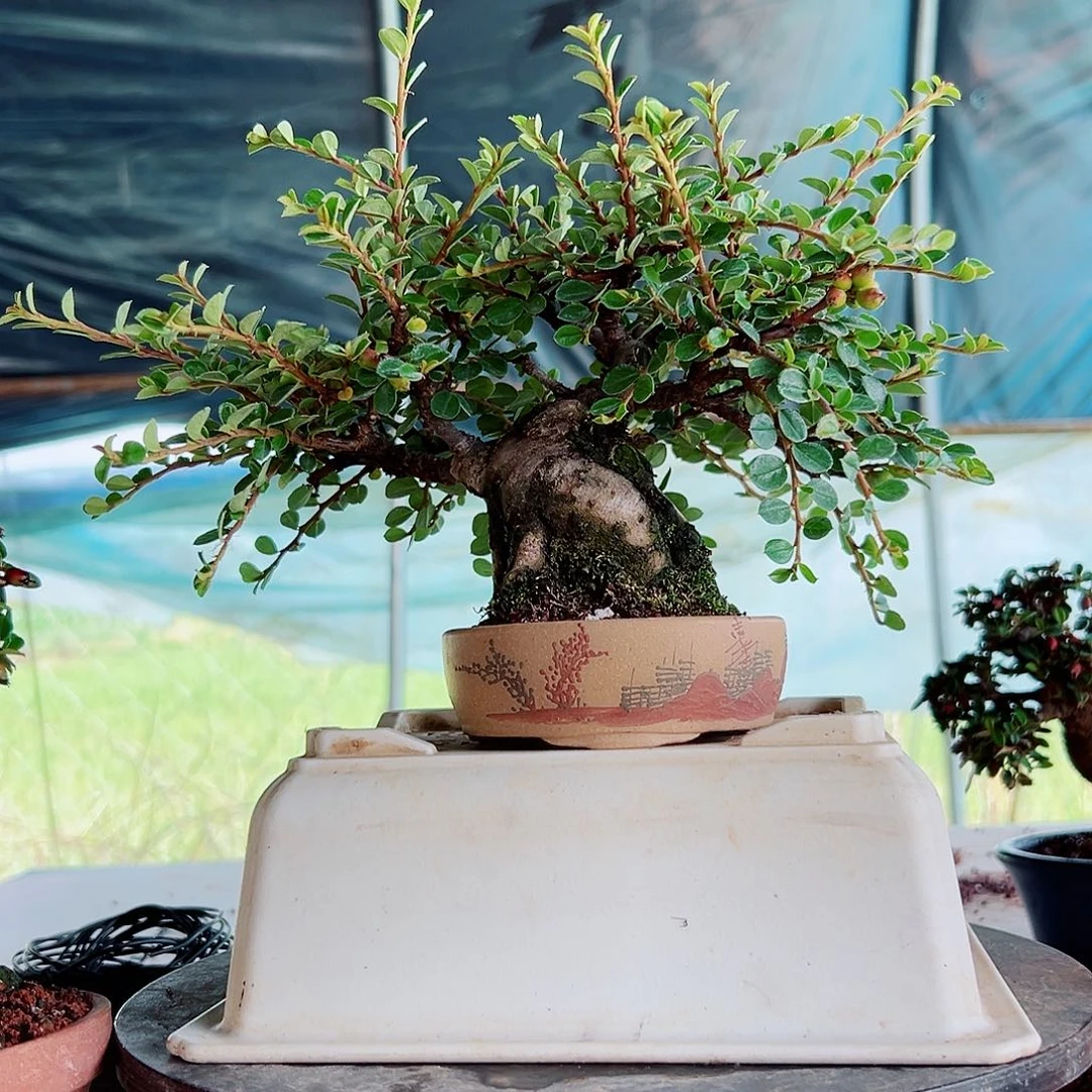 无花朵白花栒子基地直发，漂亮好看，值得拥有