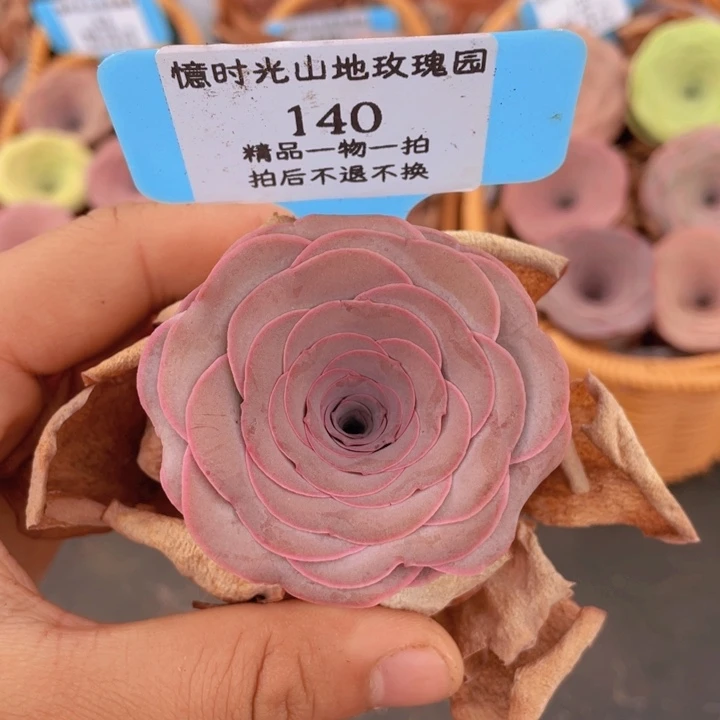 山地玫瑰140裸根发货不售后