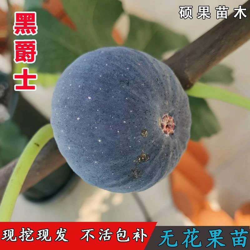黑爵士无花果苗特大特甜早熟晚熟盆栽地栽波姬红耐寒无花果树苗