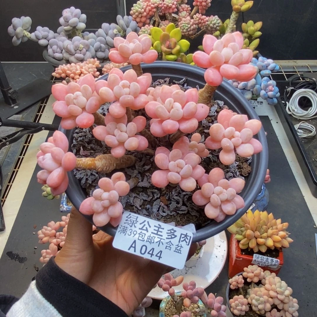 044冰淇淋鱼子酱多肉10c m