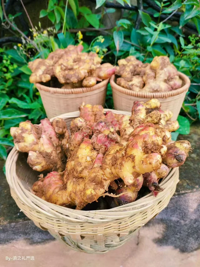 【两年老姜】云南高山小黄姜 精选现挖老姜月子姜JX