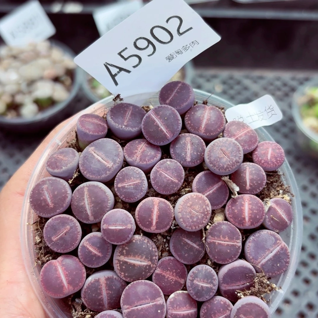 5902—生石花 生石花
