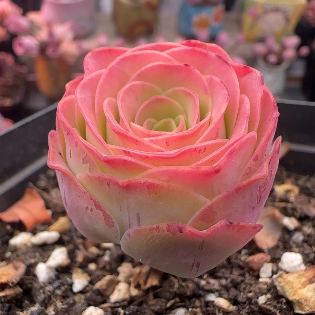 L84半城玫瑰一胖子