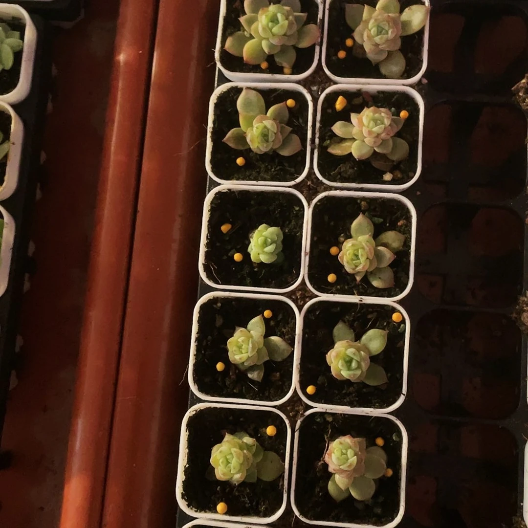 T10中盆苗一个满25包邮