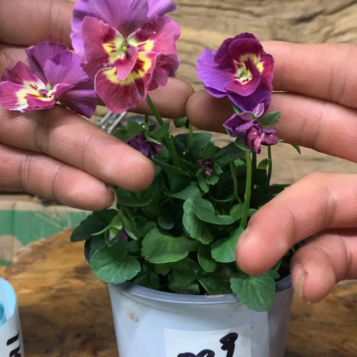 无花朵角堇盆苗一物一拍009