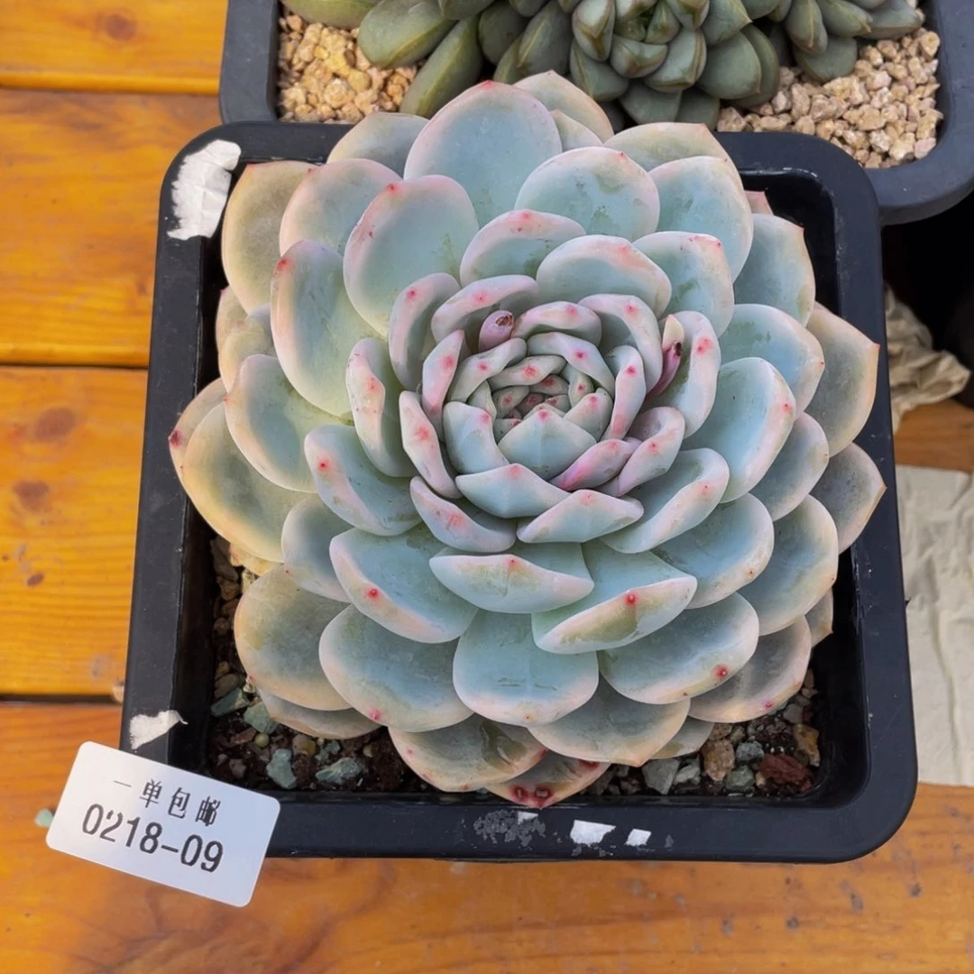 0218-09-梦露锦。。。。。