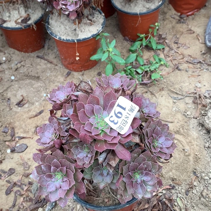 193桃花石手捧1号棚