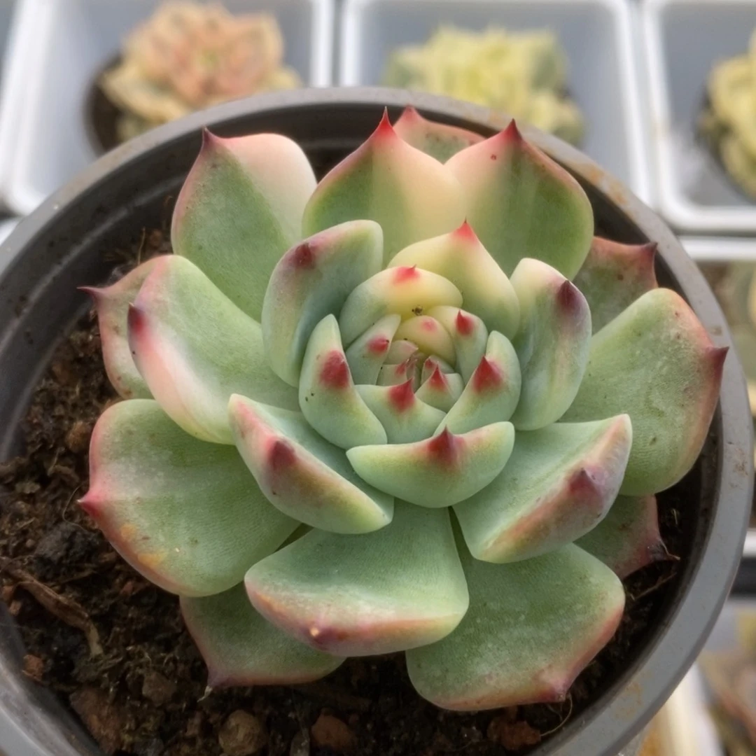 605锦锦锦锦锦锦锦锦锦