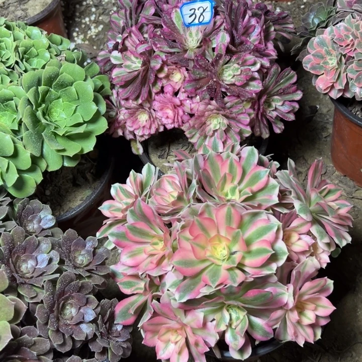 多肉植物两个法师38