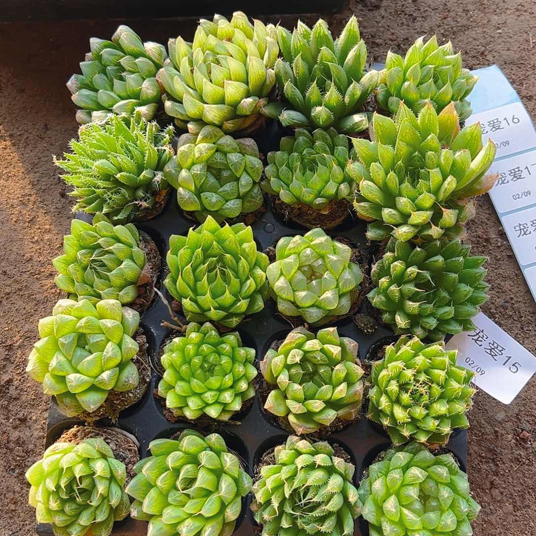 直播福利一物一拍15