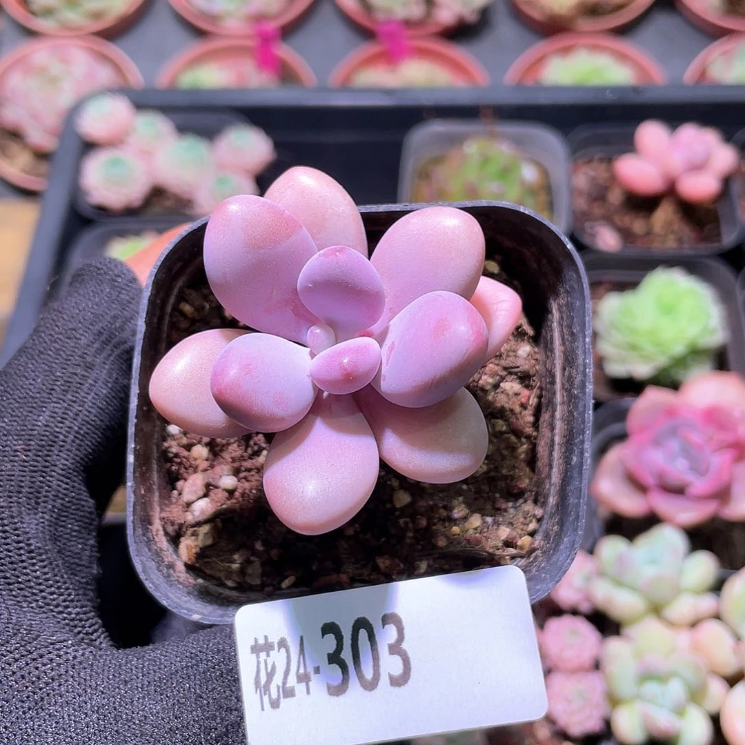 花利美24-303桃蛋