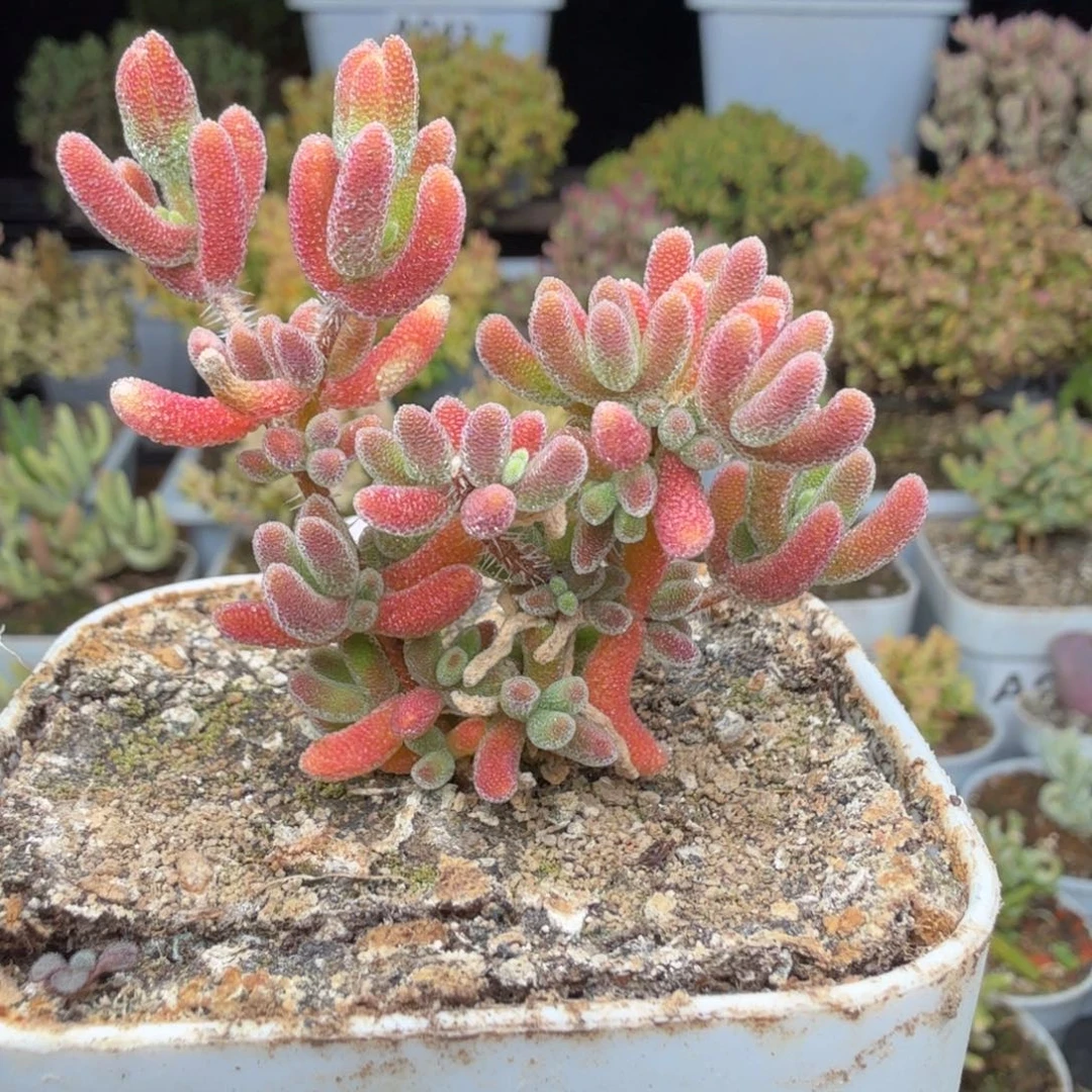 A096琉璃枝干一物一拍