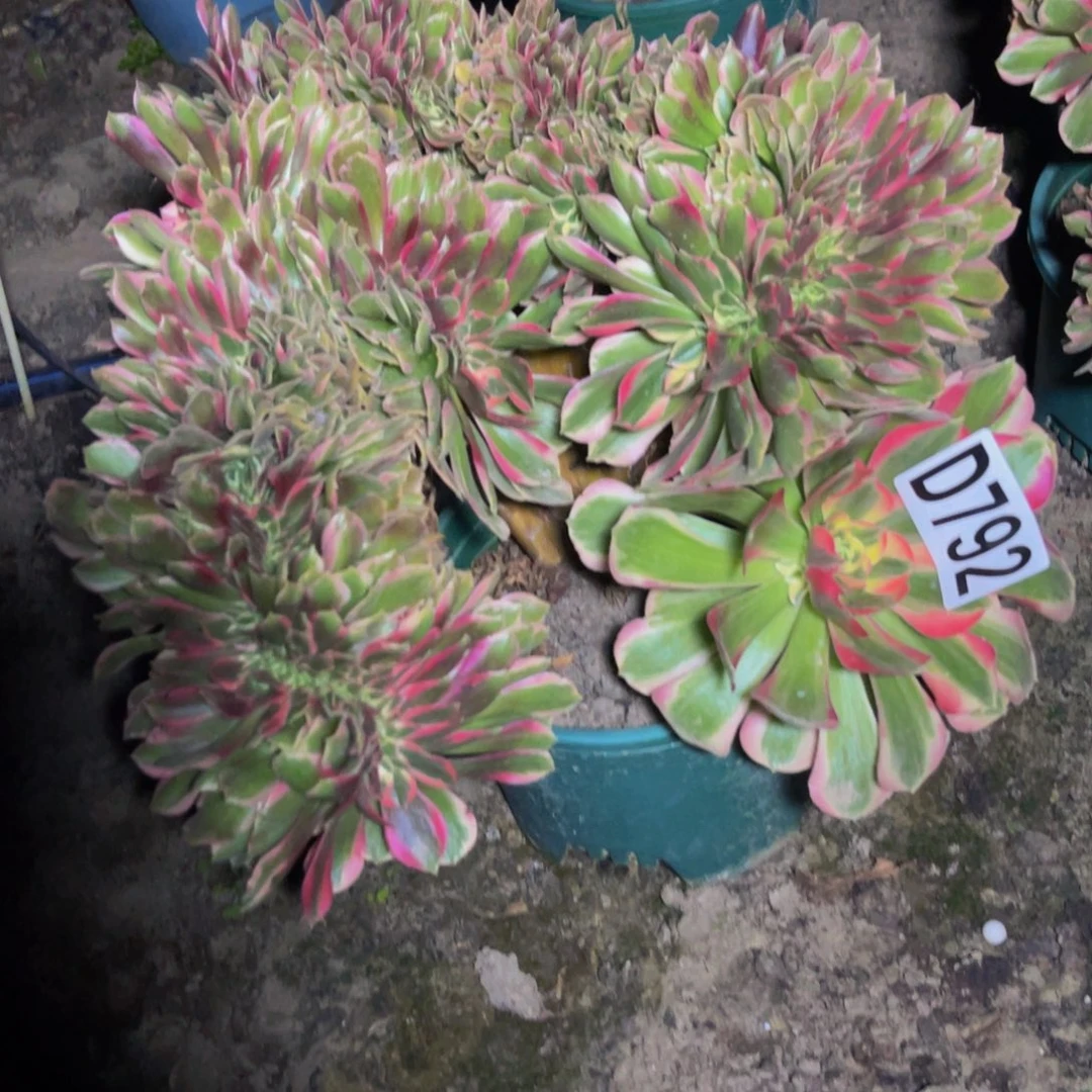 女郎法师16////11包邮