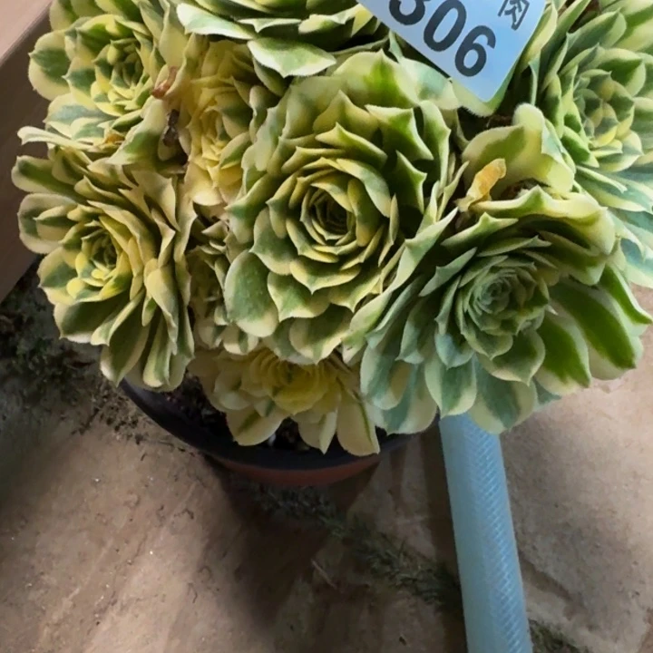 迈巴赫丛林306肉肉