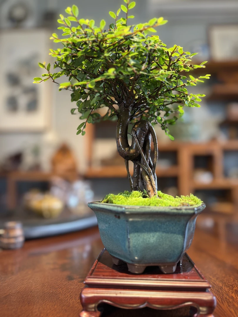 骆驼榆茶台办公桌小品