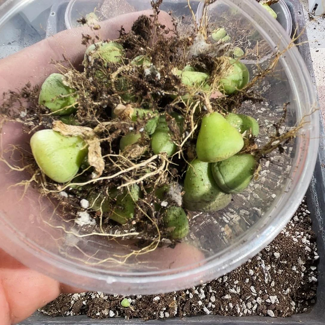 光***阳一物一拍A234绿光阳