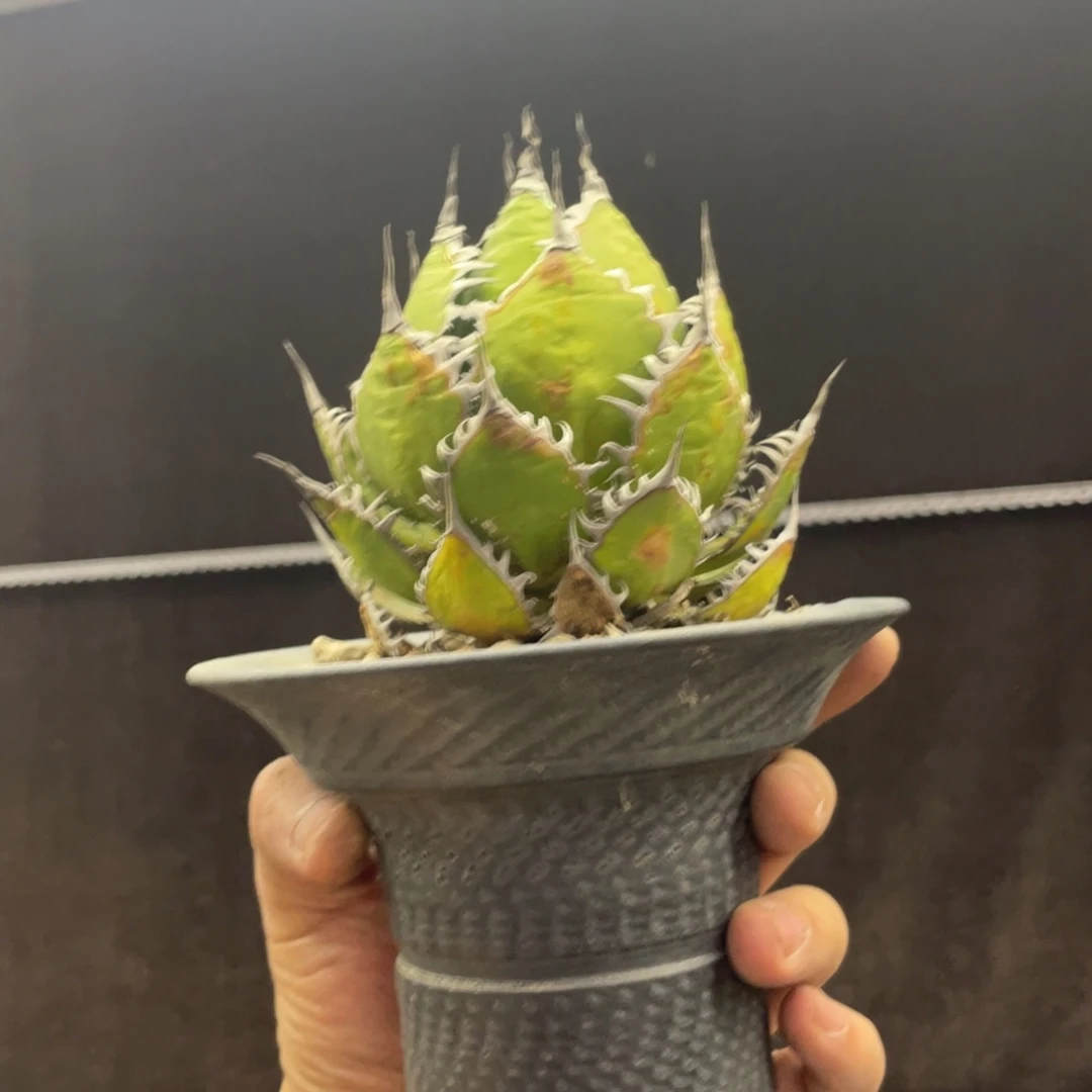 霍利达龙舌兰默认瑕丝