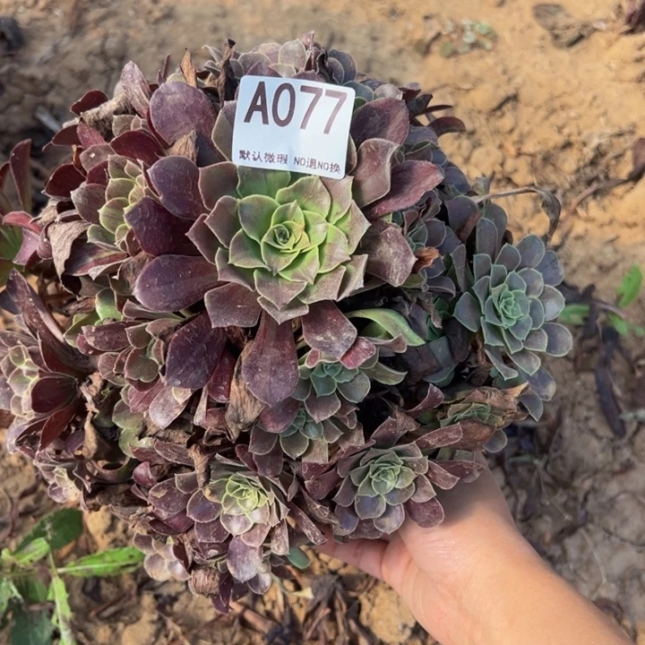 欧若拉多肉植物077.