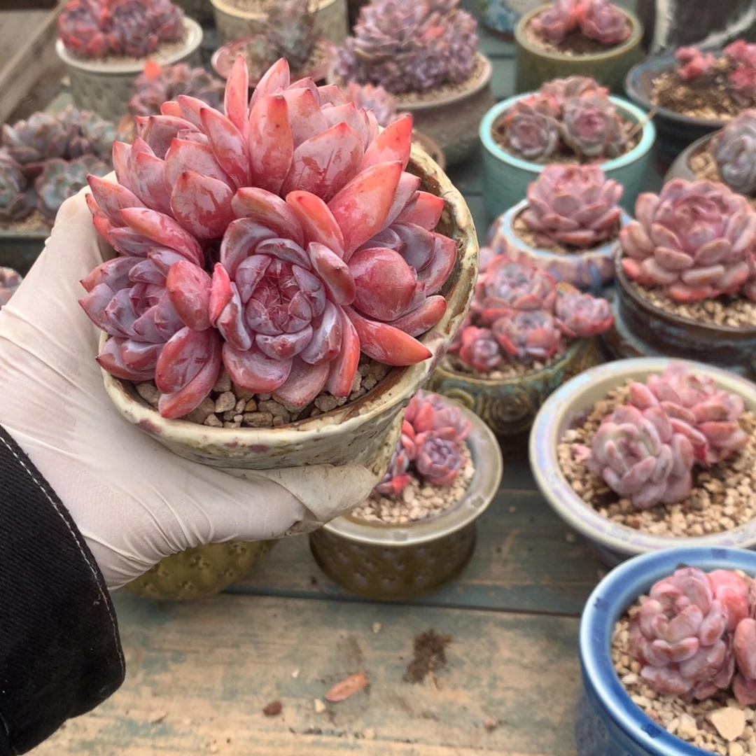 无花朵哈哈哈哈哈哈哈哈50