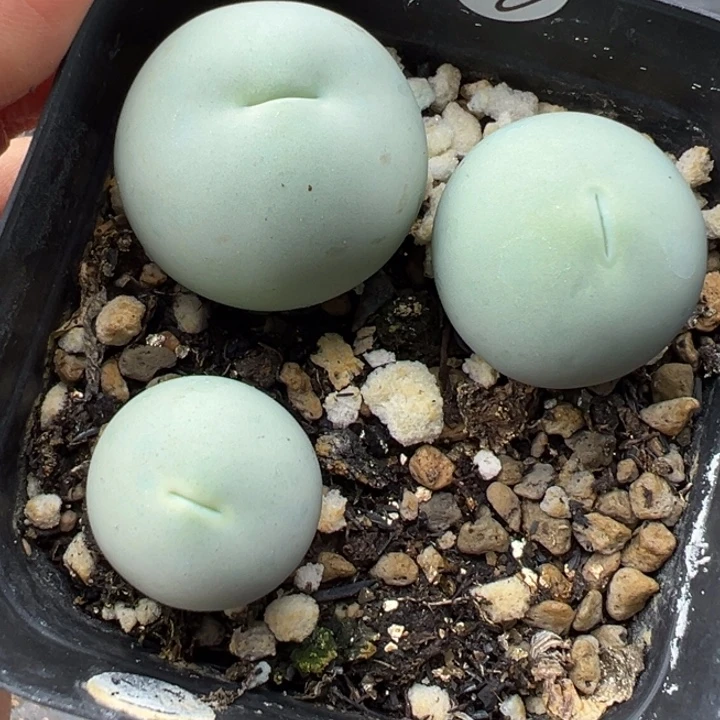 460号双11福利价格不代表平时价格