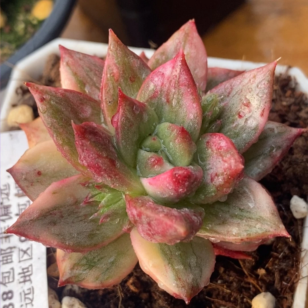 439那个什么锦了的