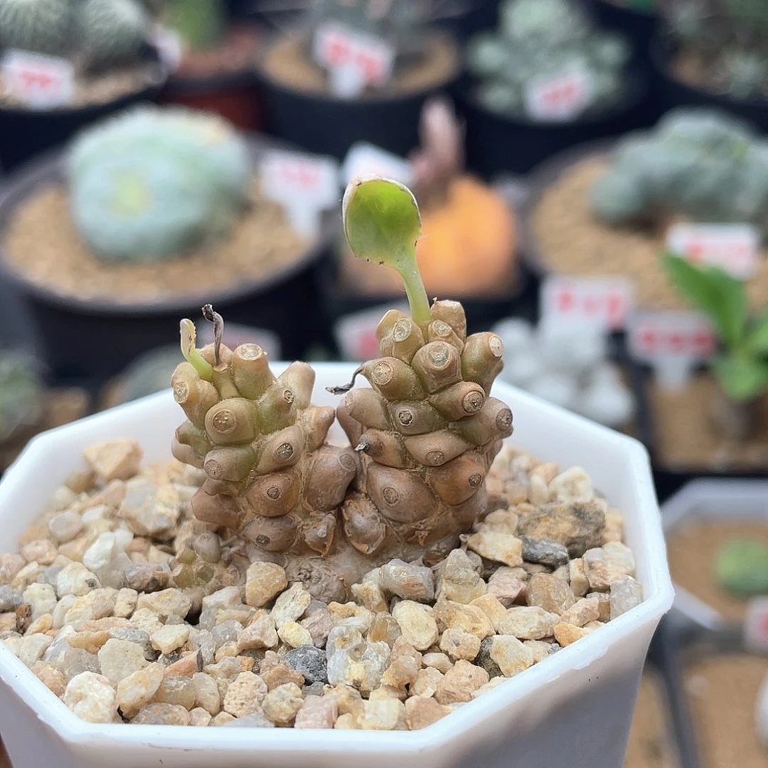 双头蛮鬼塔仙人球多肉