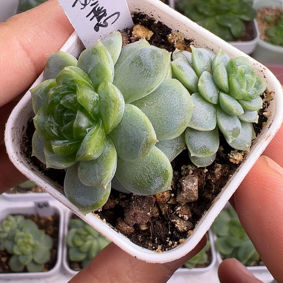 下播福利。 如意。