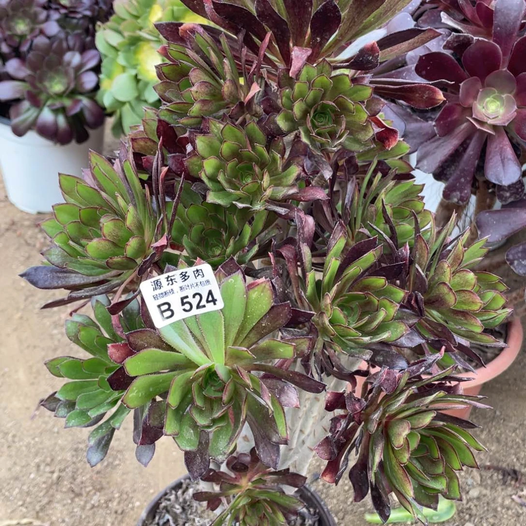 524黑法师多肉法师断枝不包