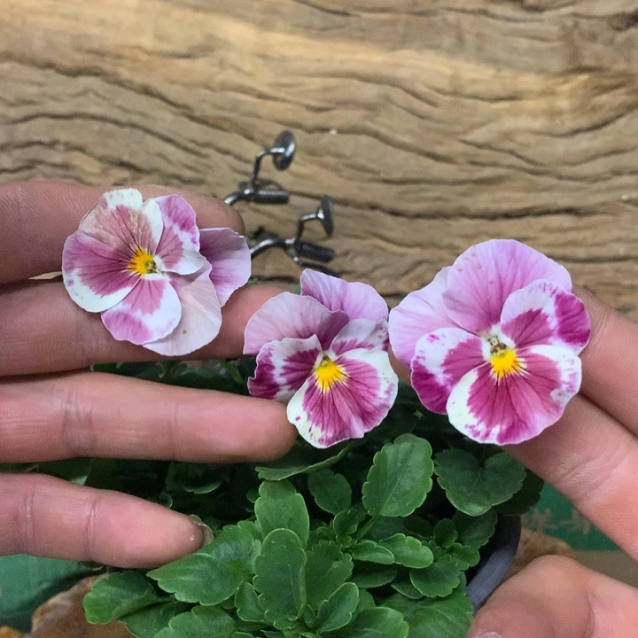 无花朵角堇盆苗一物一拍12盆022