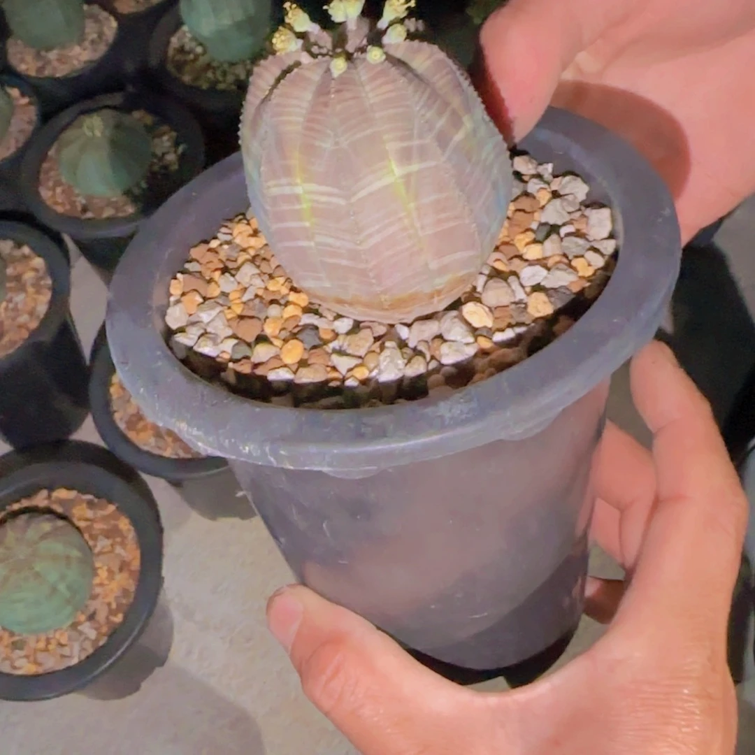 呀块根植物块根植物