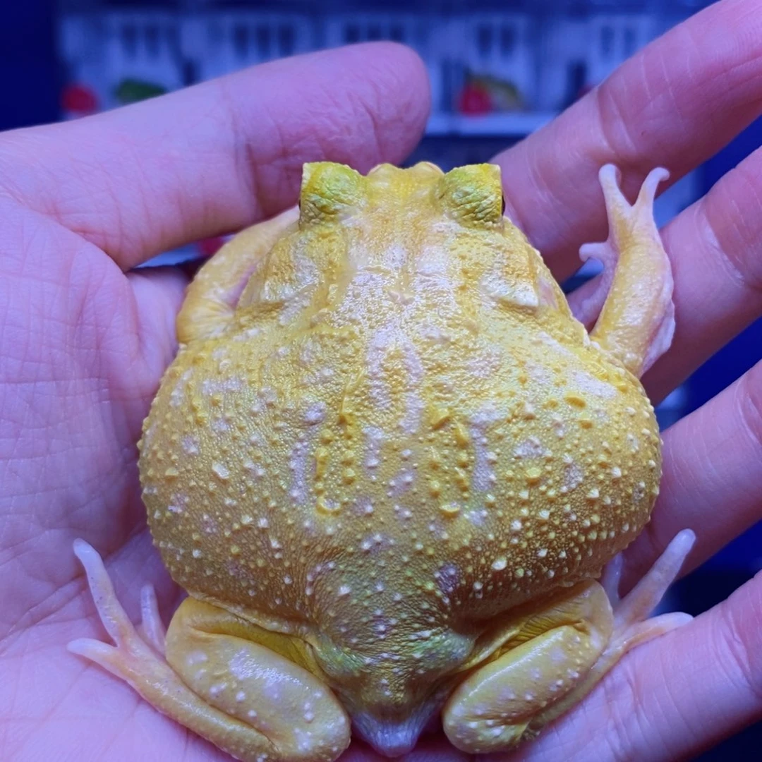 角蛙蛋黄角蛙一只。