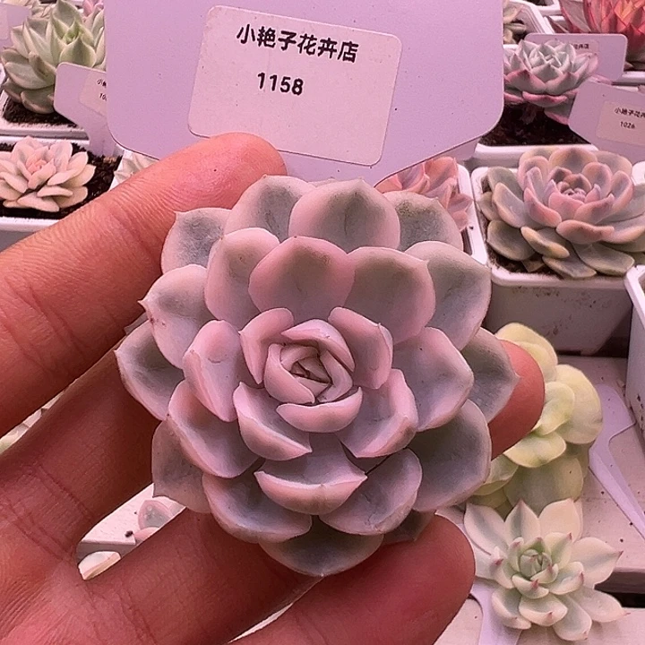 1158号雪球锦多肉植物