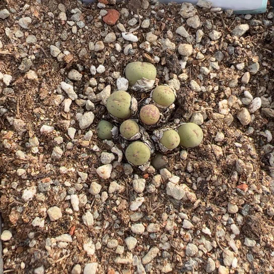 郭***?16-07红嘴多肉植物