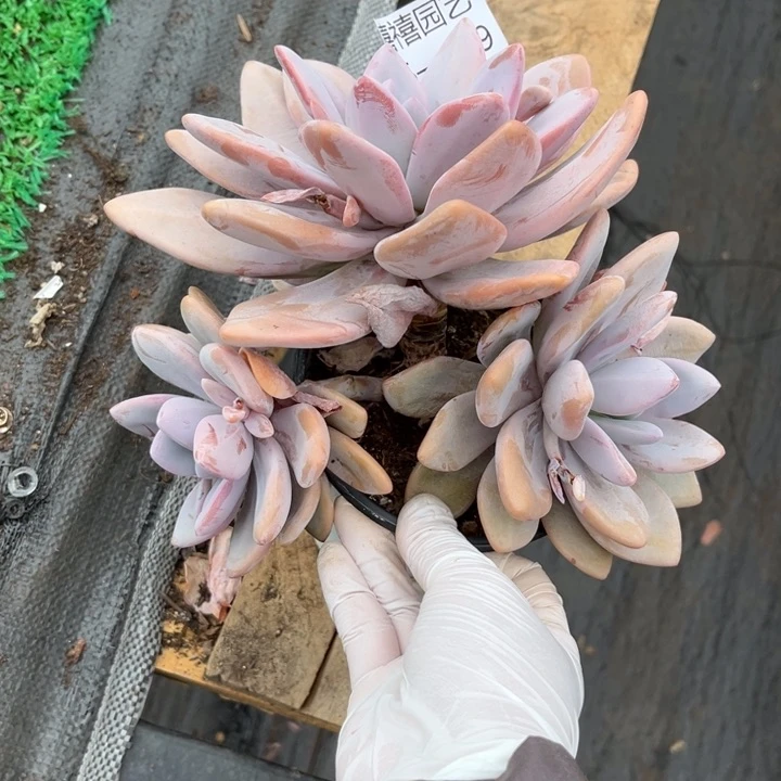 25-199粉兔多肉植物