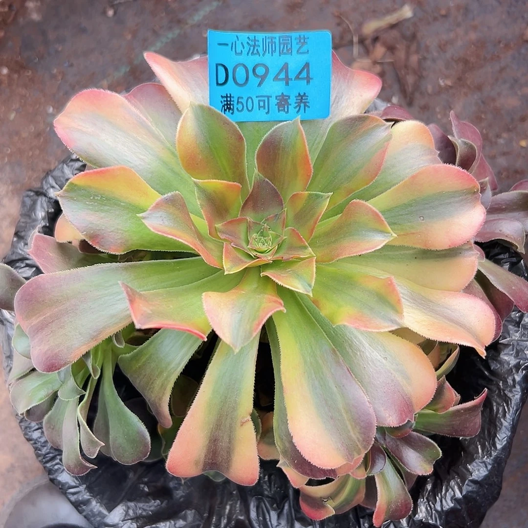 多肉植物多肉植物944