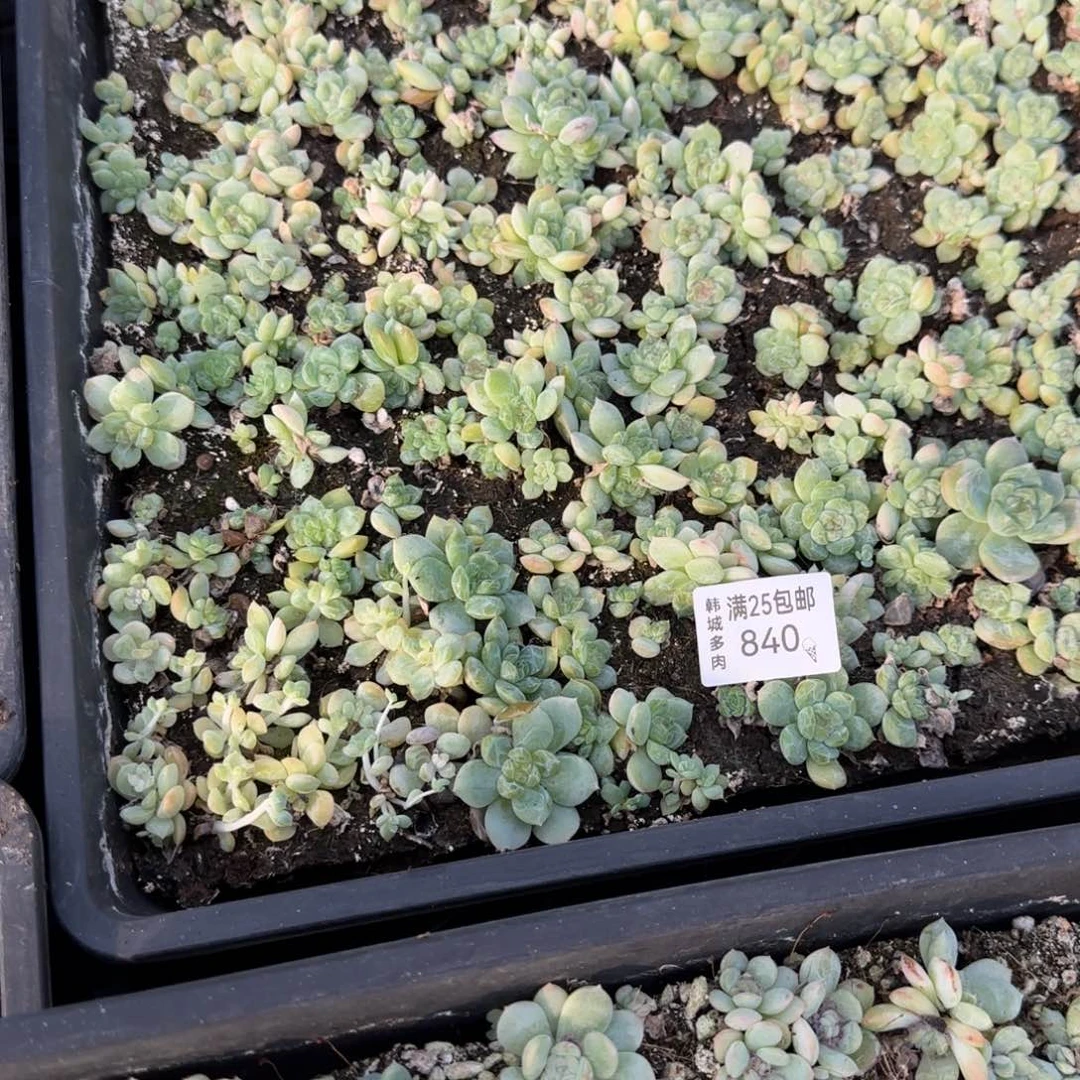 840 梦境一盘满20包邮