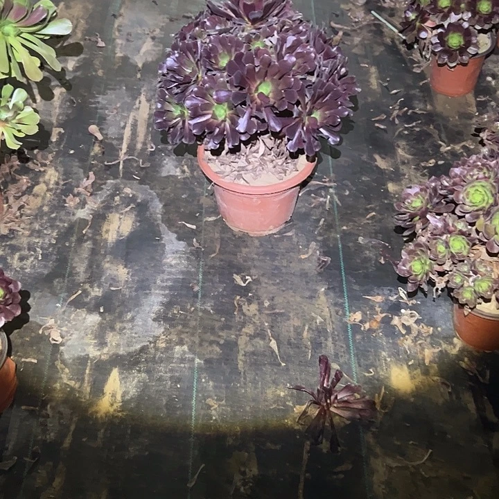 不包侧枝一物一拍10