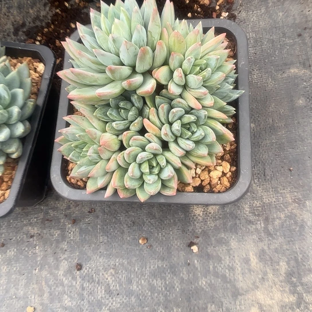 红蛋美人000000000000